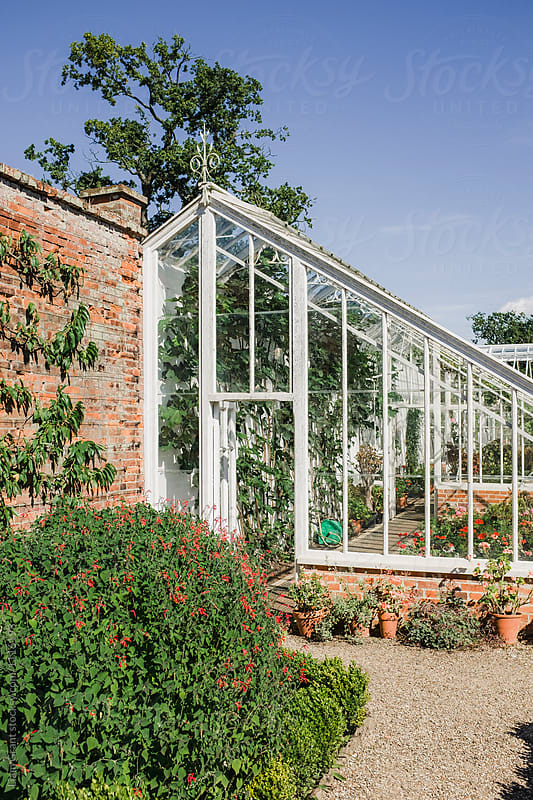 Traditional Victorian Greenhouse in a walled garden.