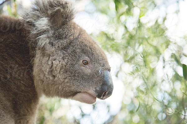 Drop bear, Koala Eyre Peninsula South Australia, John White