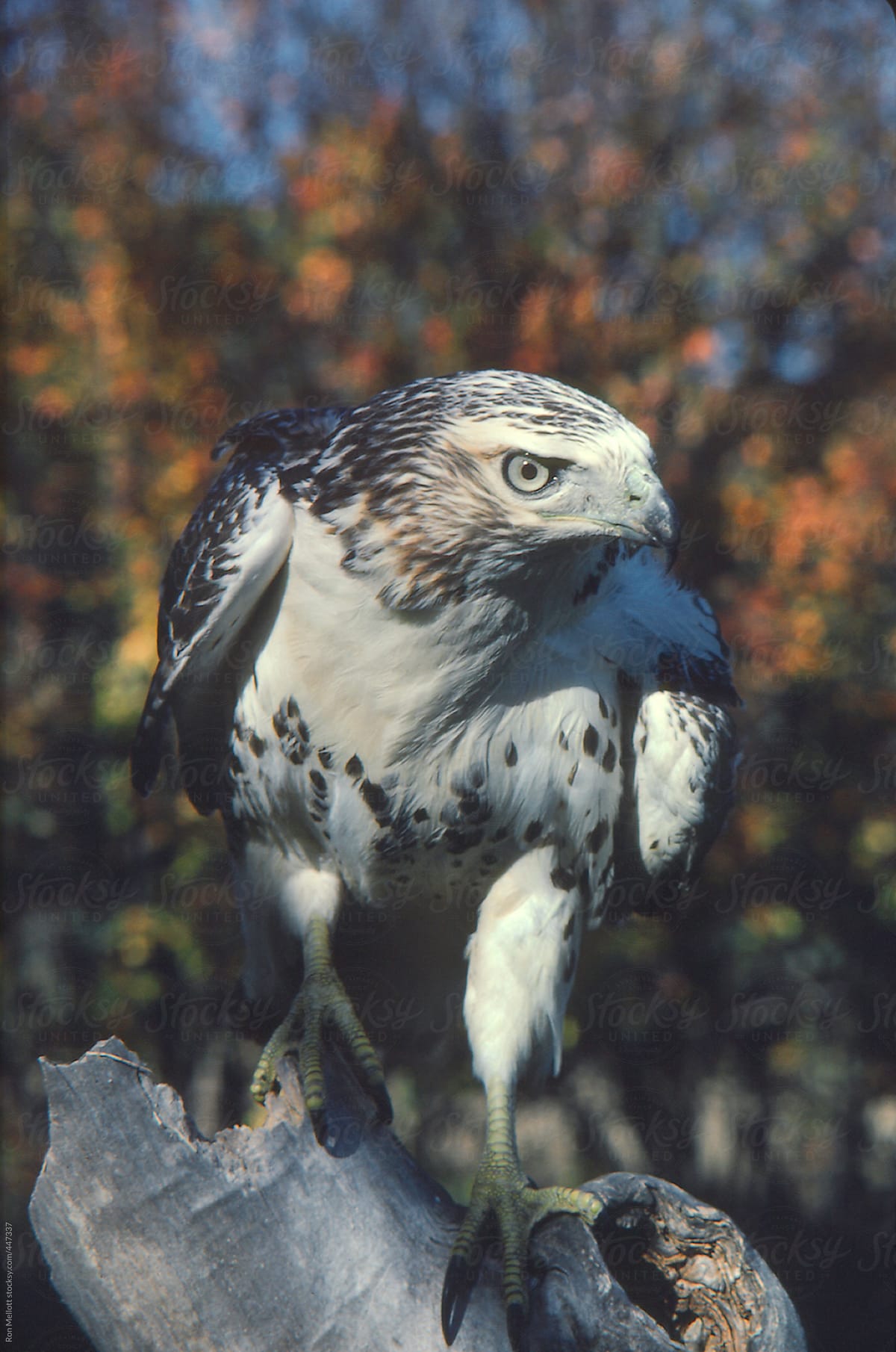 Krider\'s red-tailed hawk (Buteo jamaicensis) perched during fall migration thru Iowa
