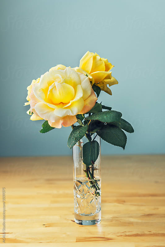 Yellow rose in a flower vase with water