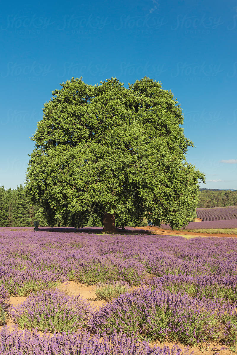 large bay tree in a field of lavender
