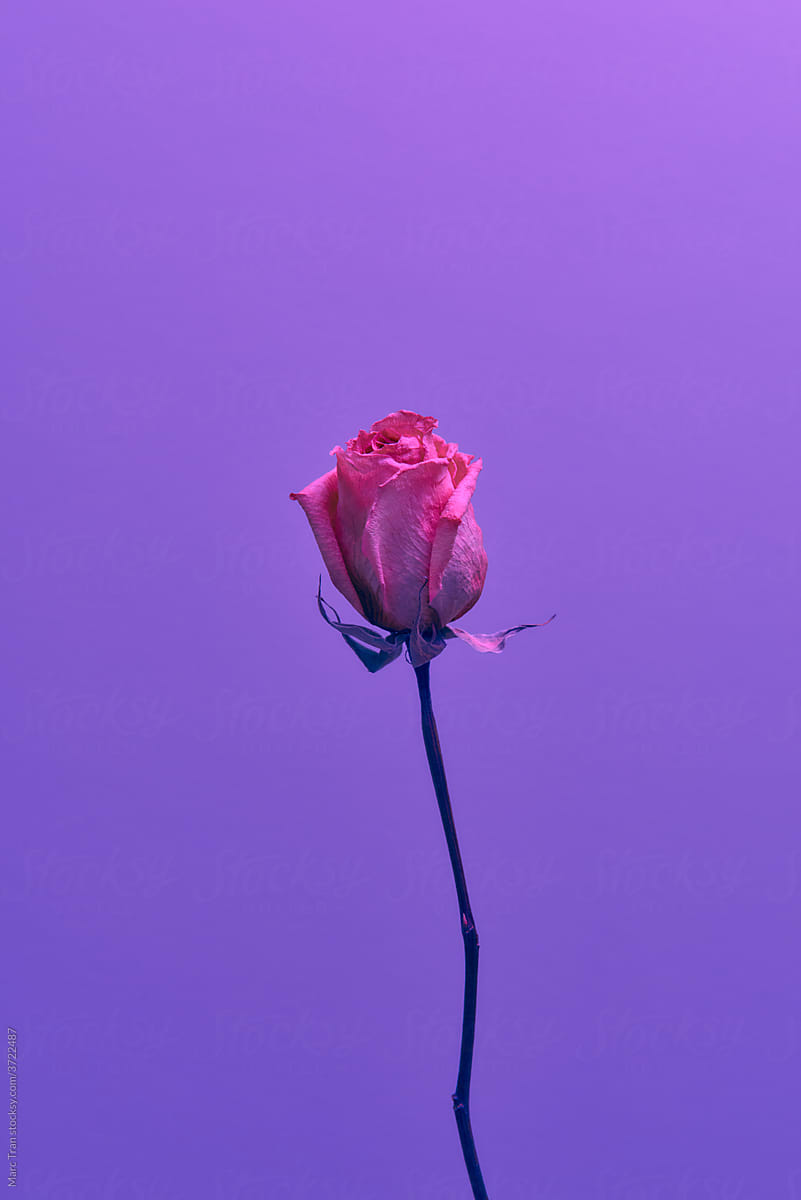 Beautiful single pink rose