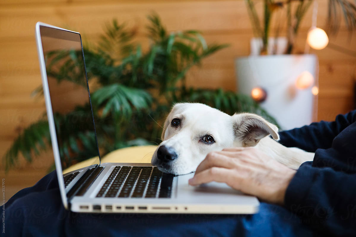 Dog Seeking Attention While his Owner is Working on his Laptop