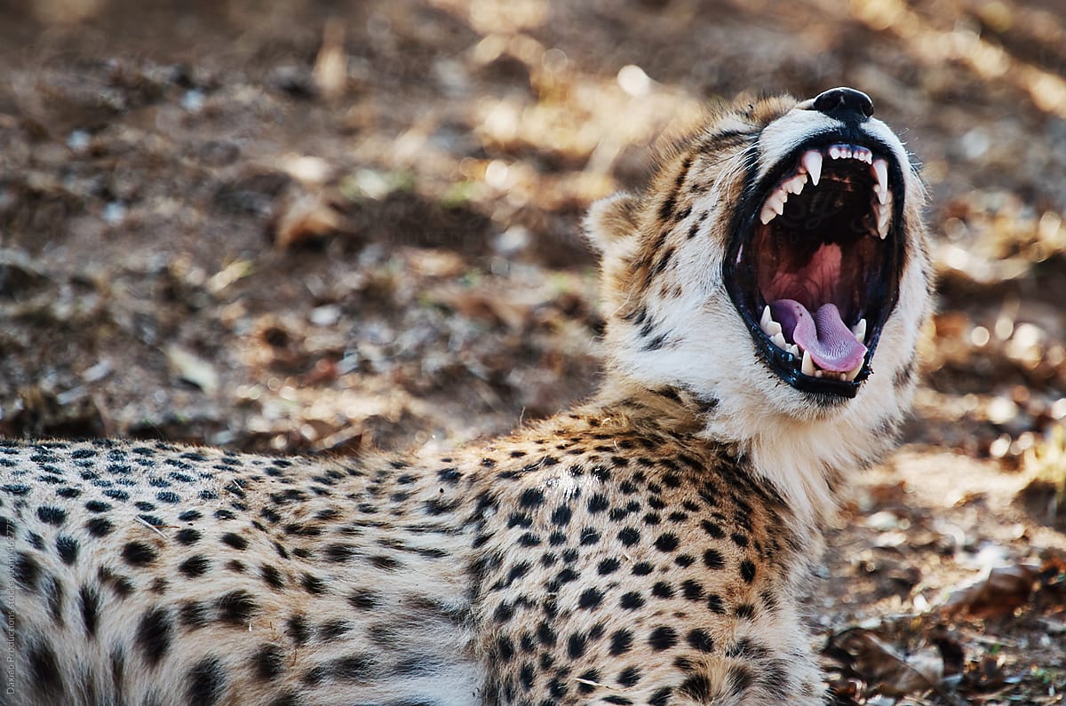 Endangered wild cat cheetah