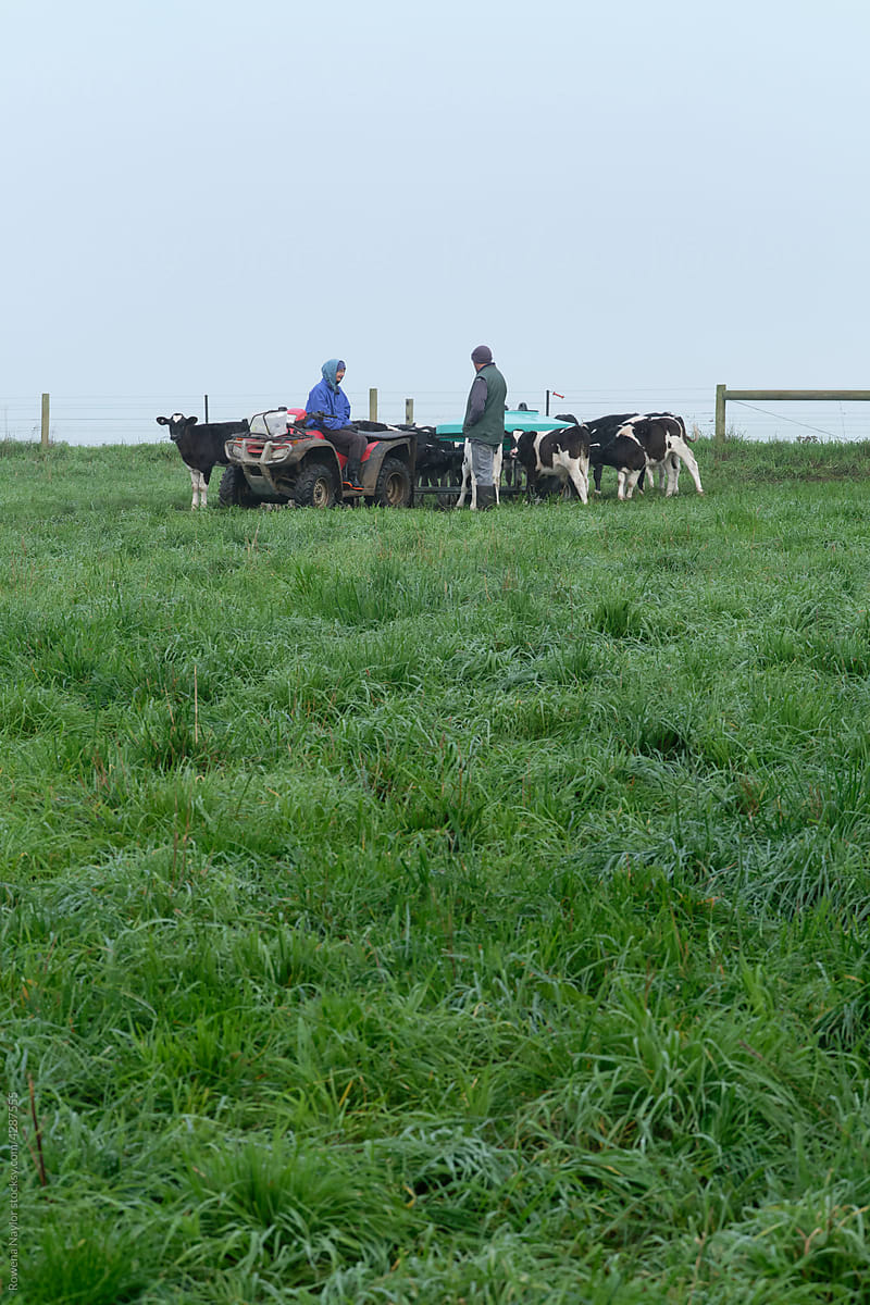 Dairy farmers in a lush green paddock