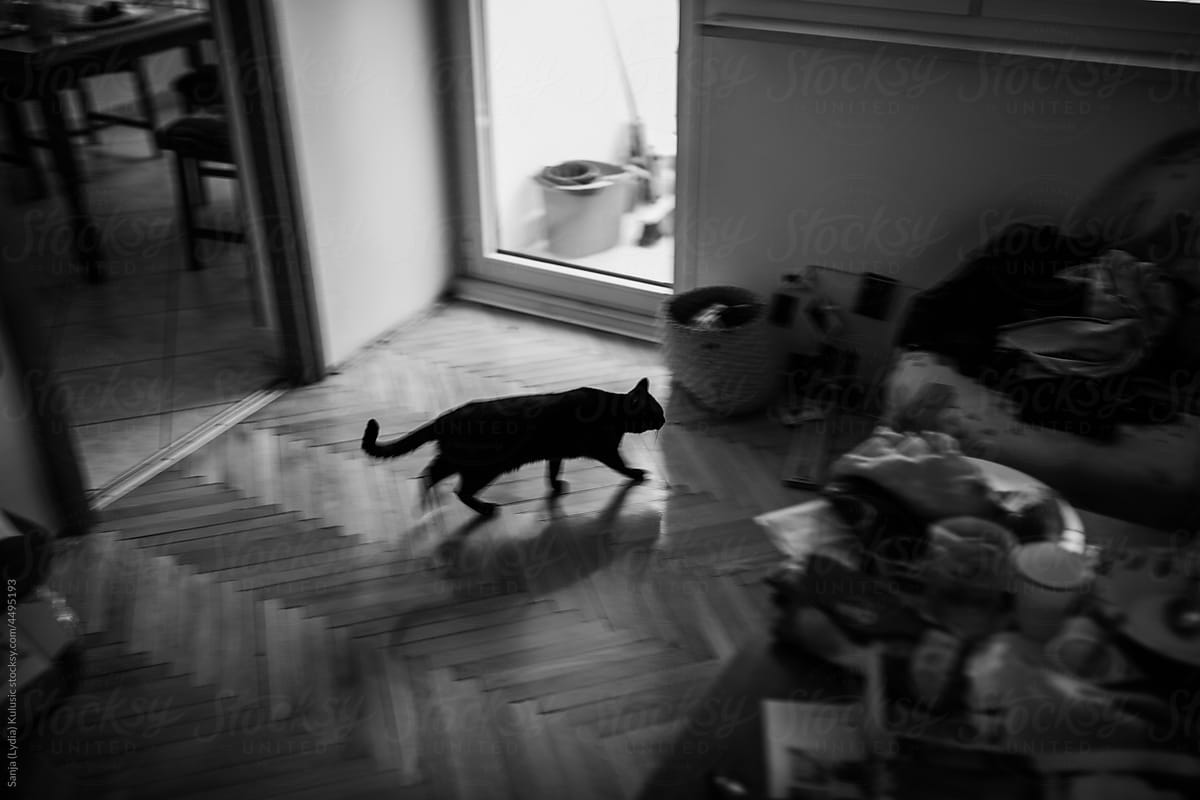 Black cat runing