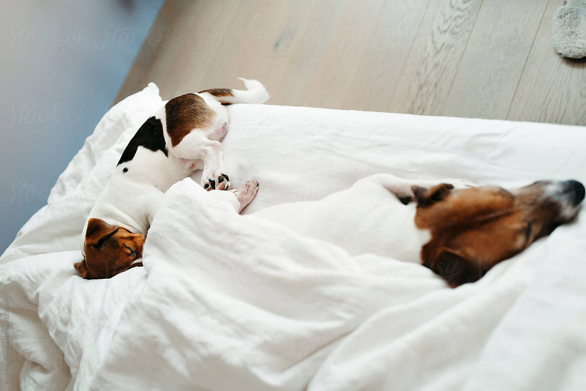 Two cute pets sleeping on bed.