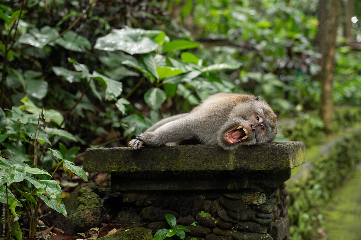 Yawning Monkey In Monkey Forest