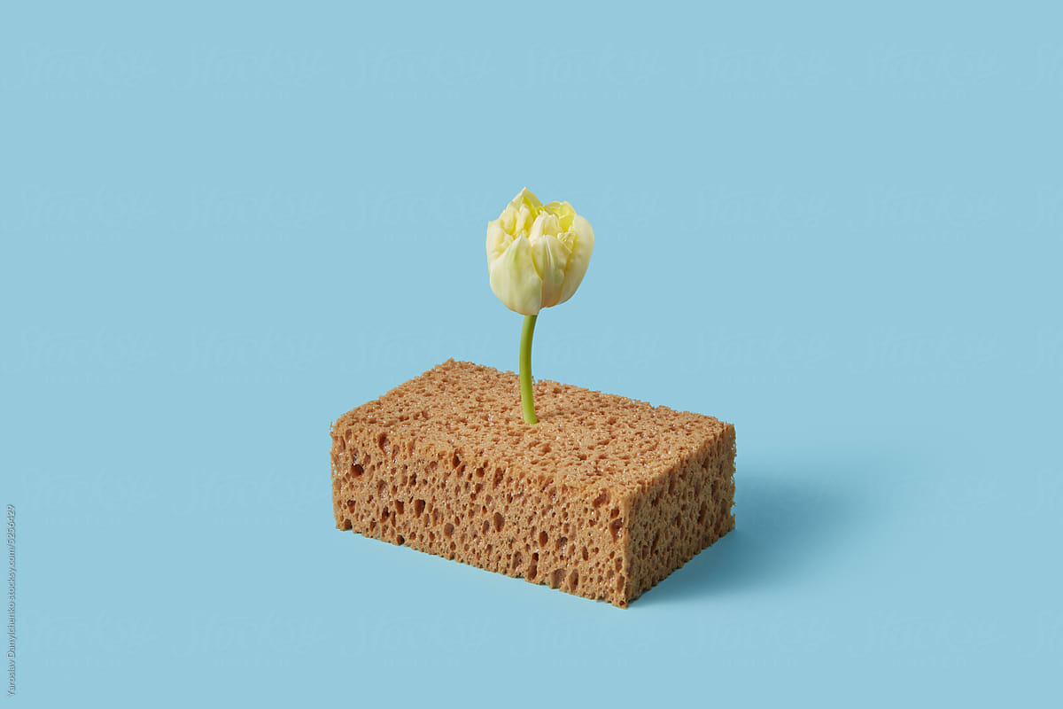 Yellow tulip sprout growing from organic sponge.