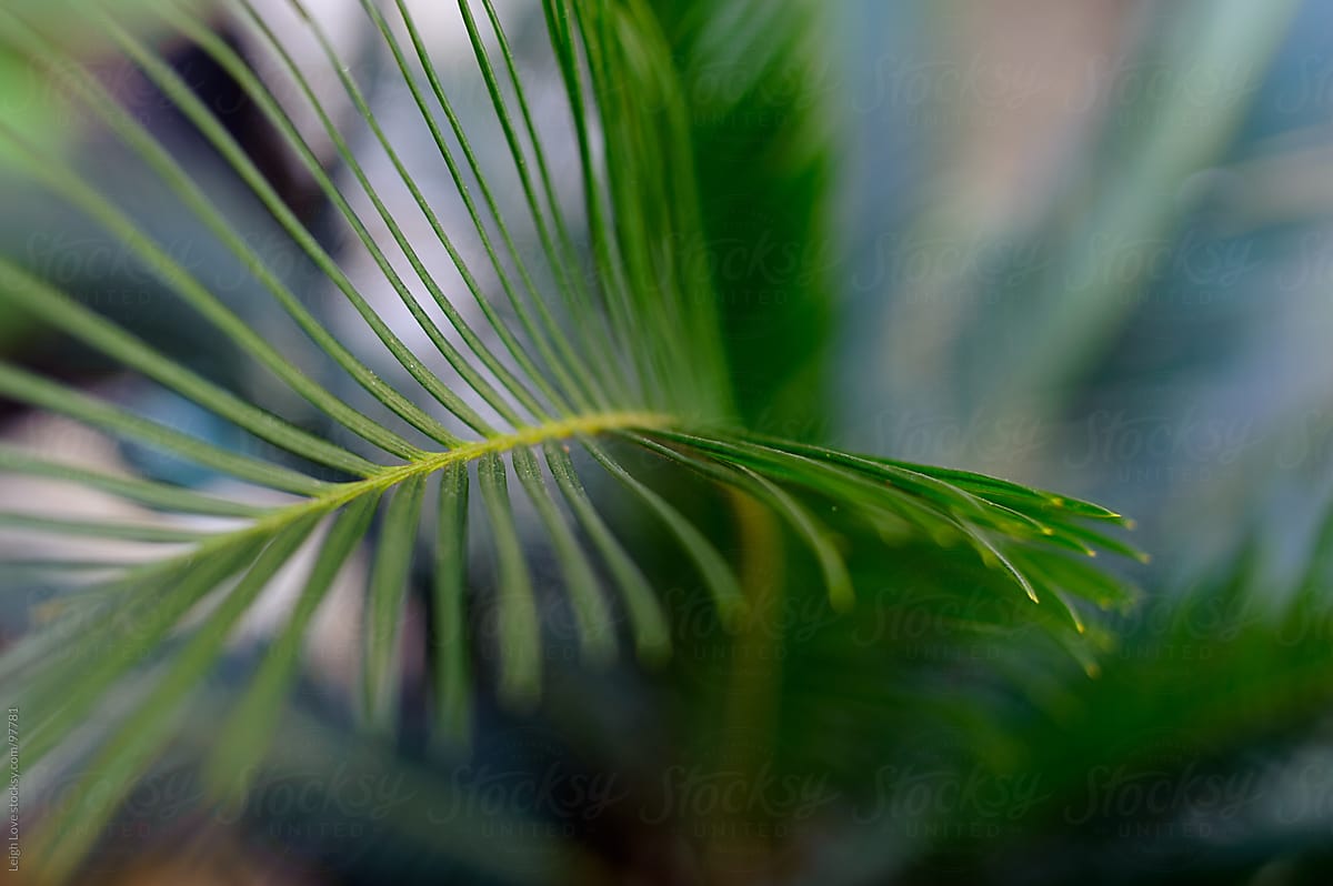 Closeup of Sago Palm Frond