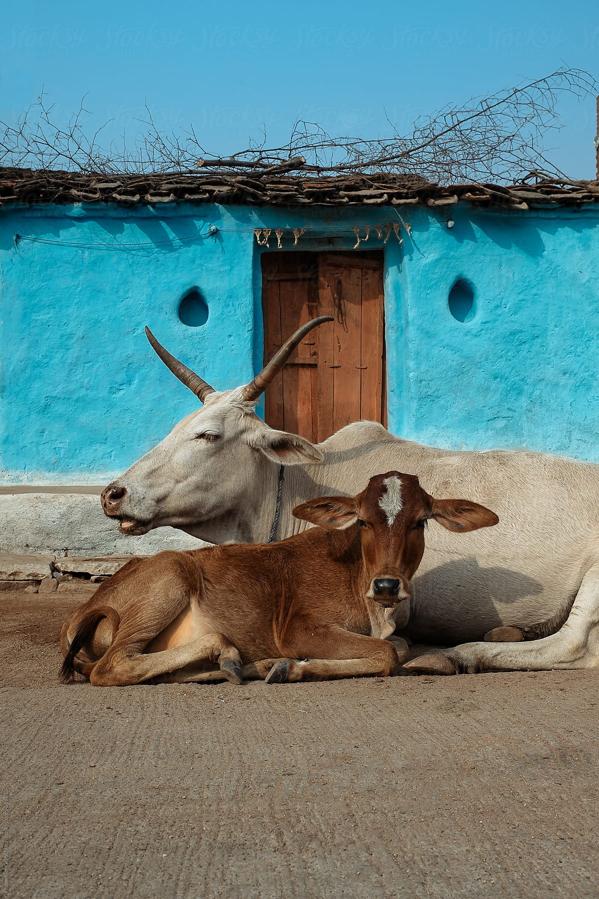 Indian Cows On A Street