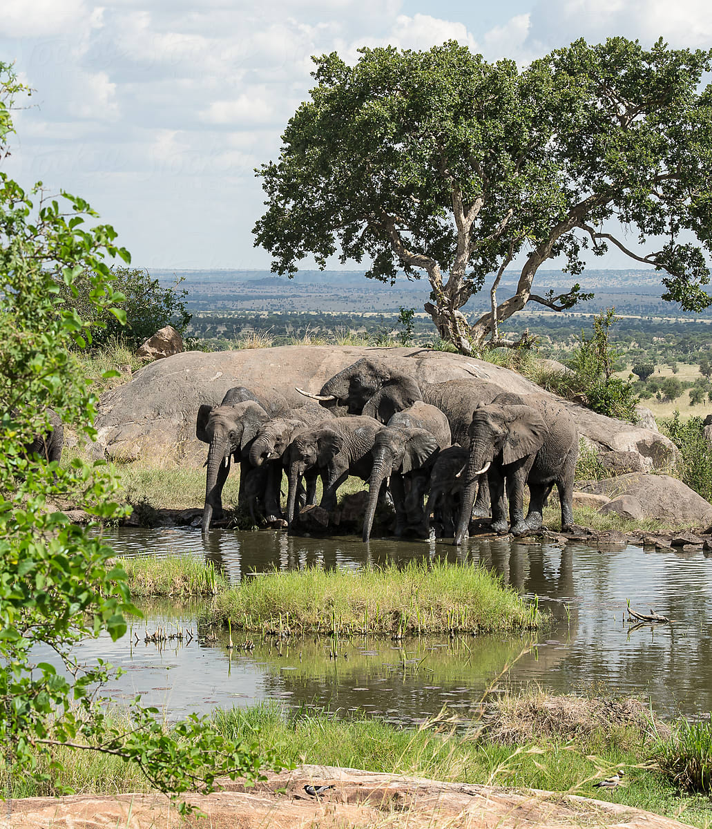 Group of elephants huddled together drinking