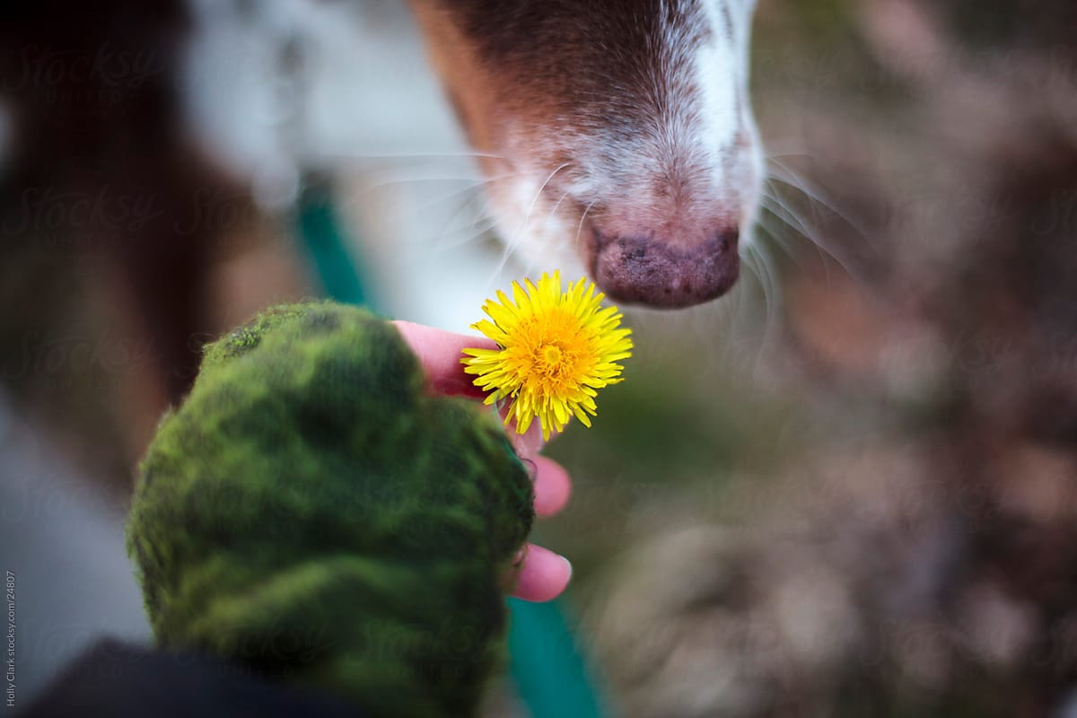 Dog\'s nose sniffing yellow dandelion in owner\'s hand