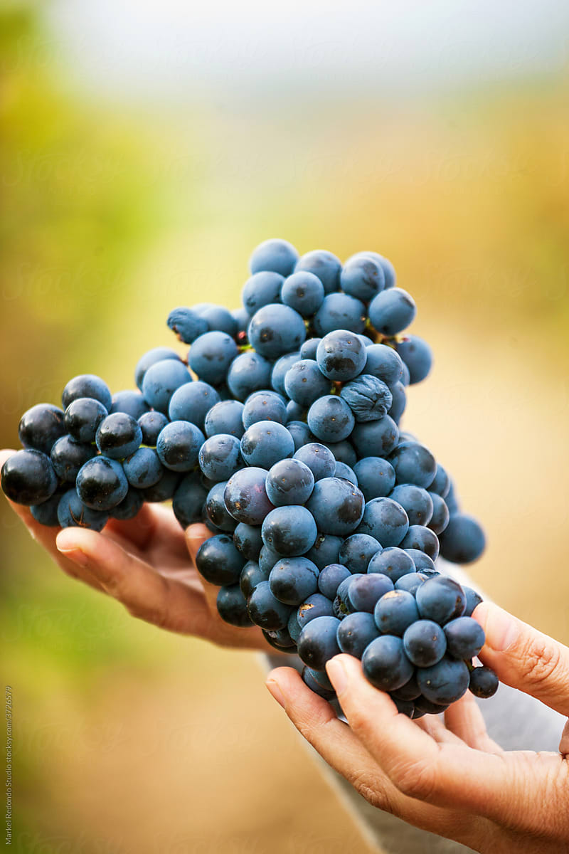 Grapes La Rioja
