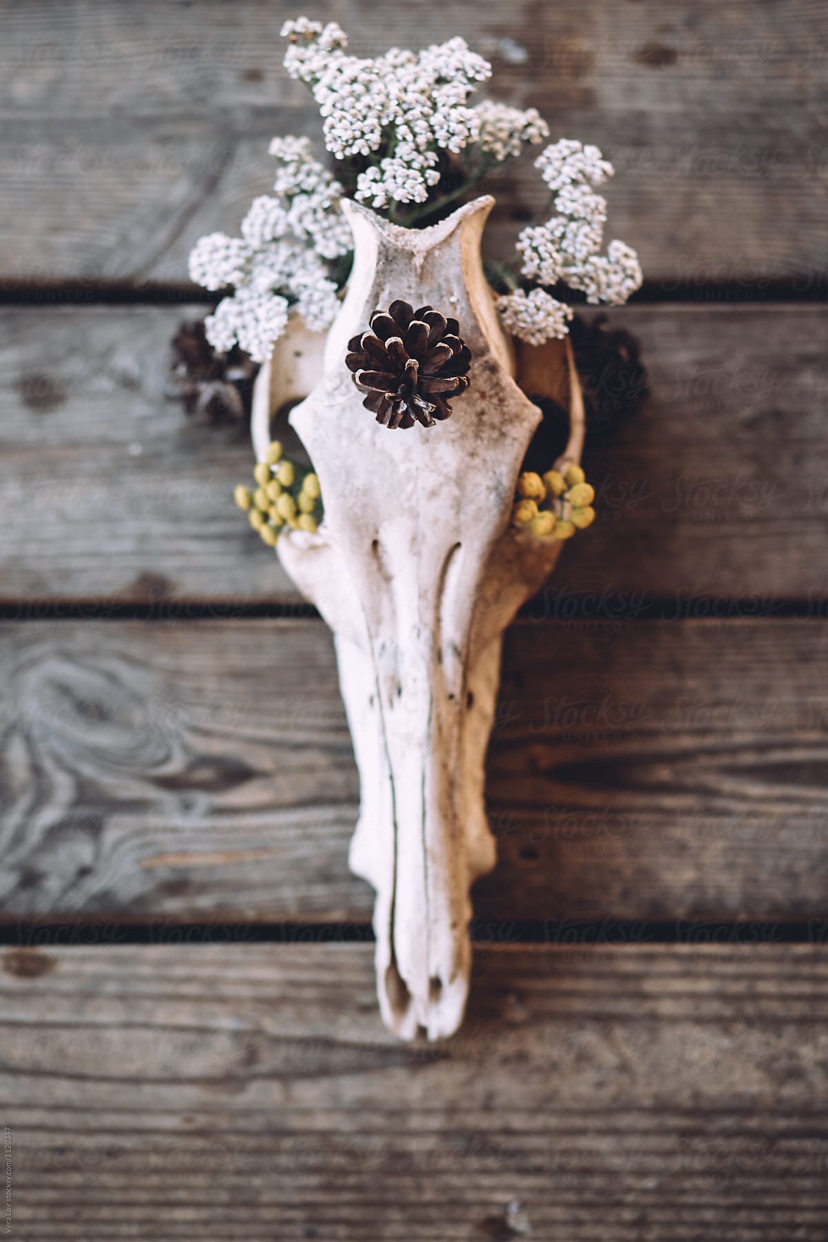 Still life of decorated skull