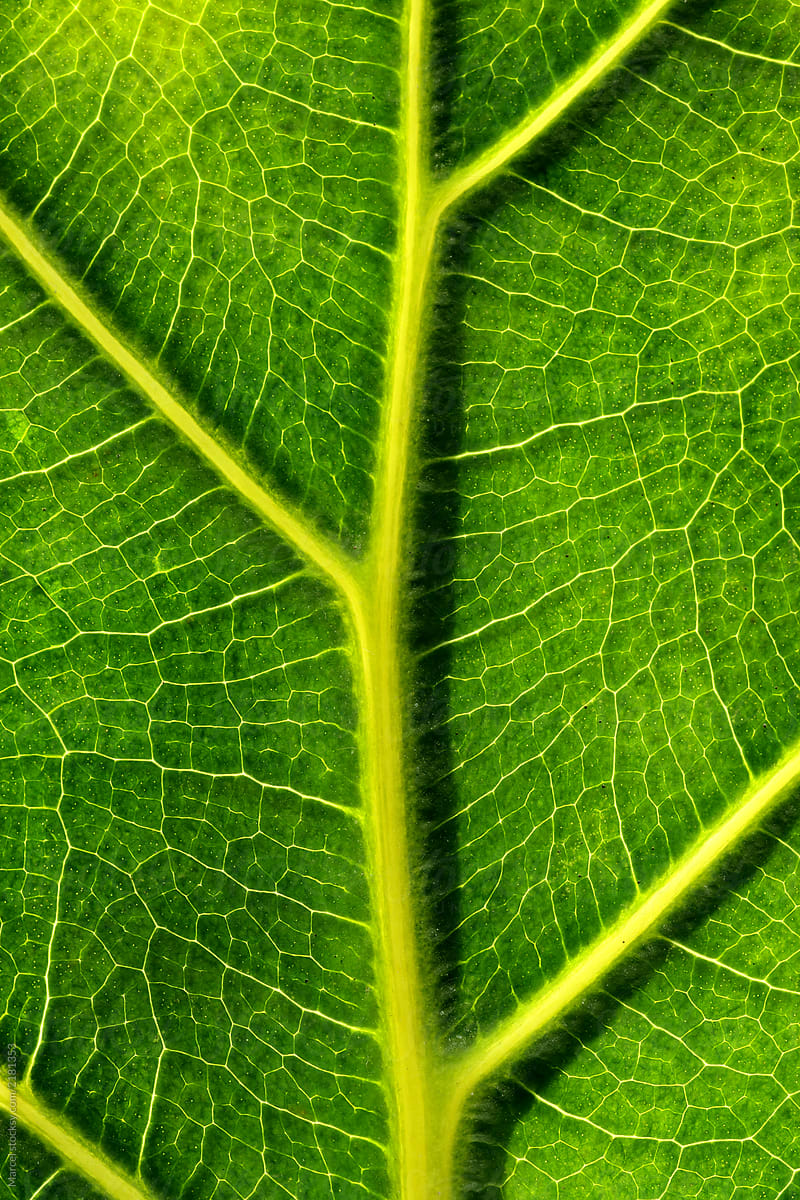 Macro of a green ficus leaf
