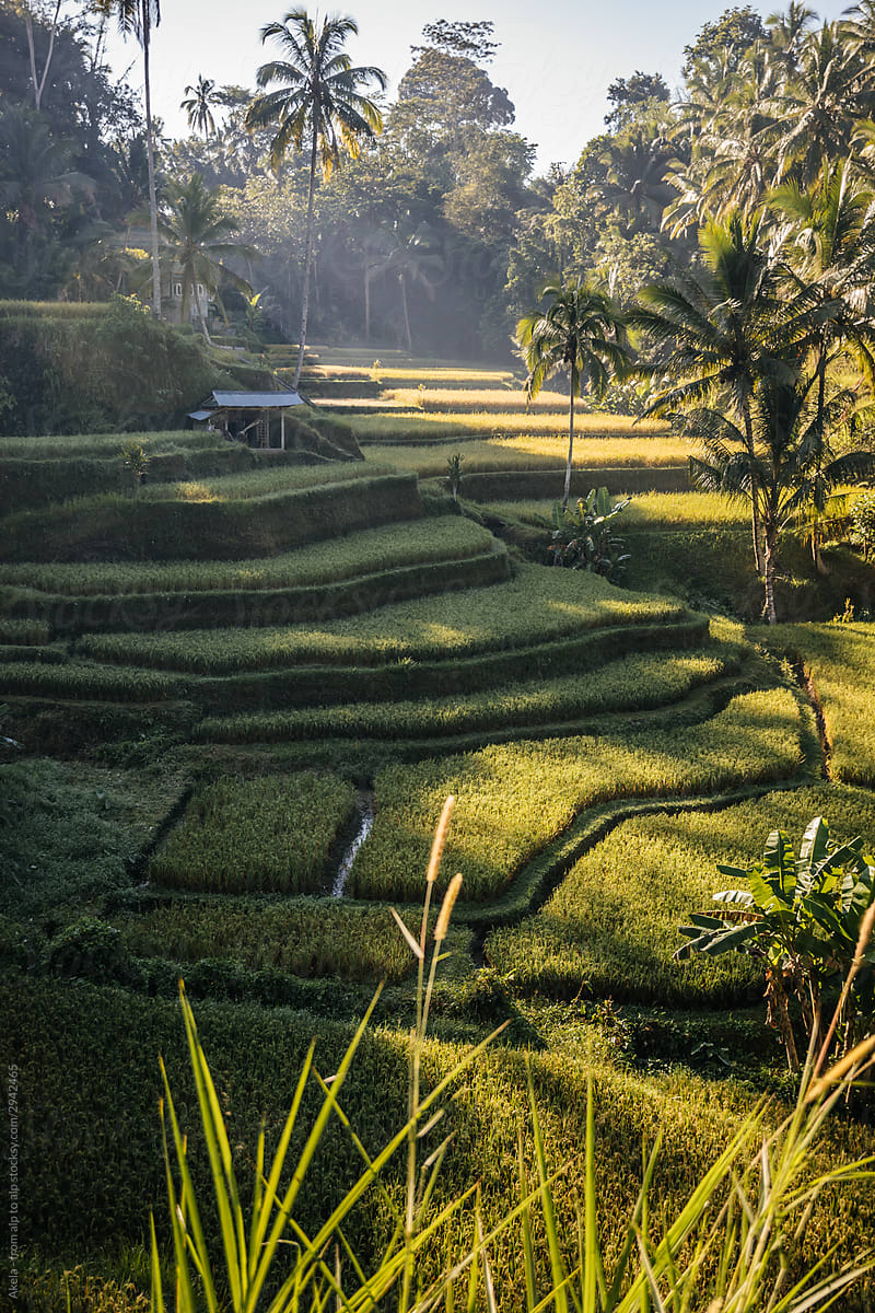 lush green rice terrace at sunrise, ubud