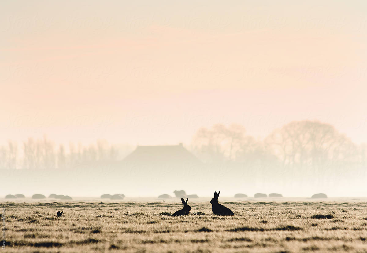 Two silhouetted hares in a pasture at sunrise