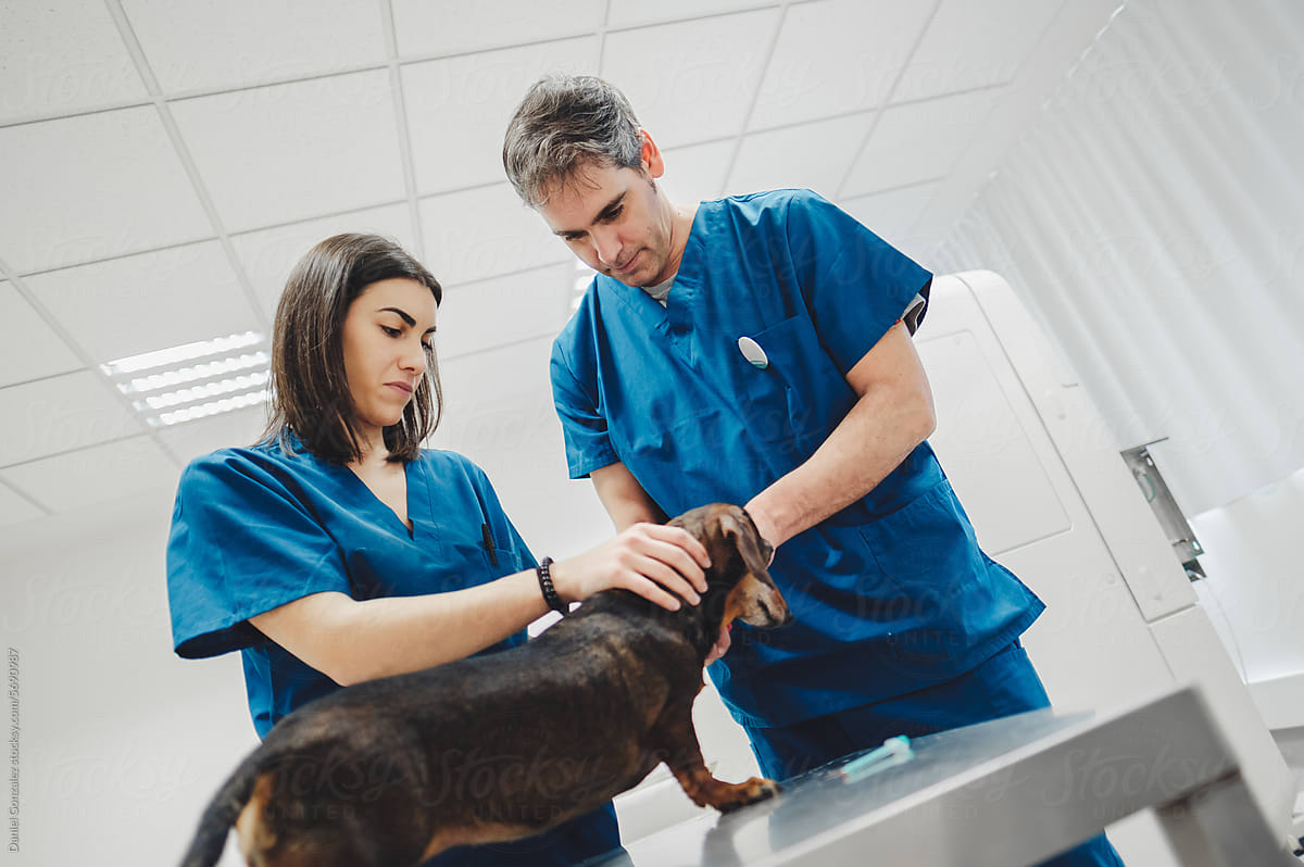 Doctor and assistant examining dachshund in vet clinic