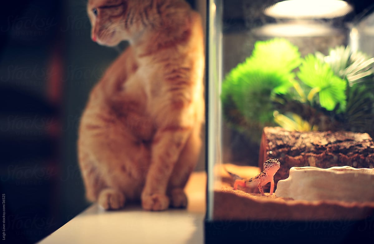 cat and gecko