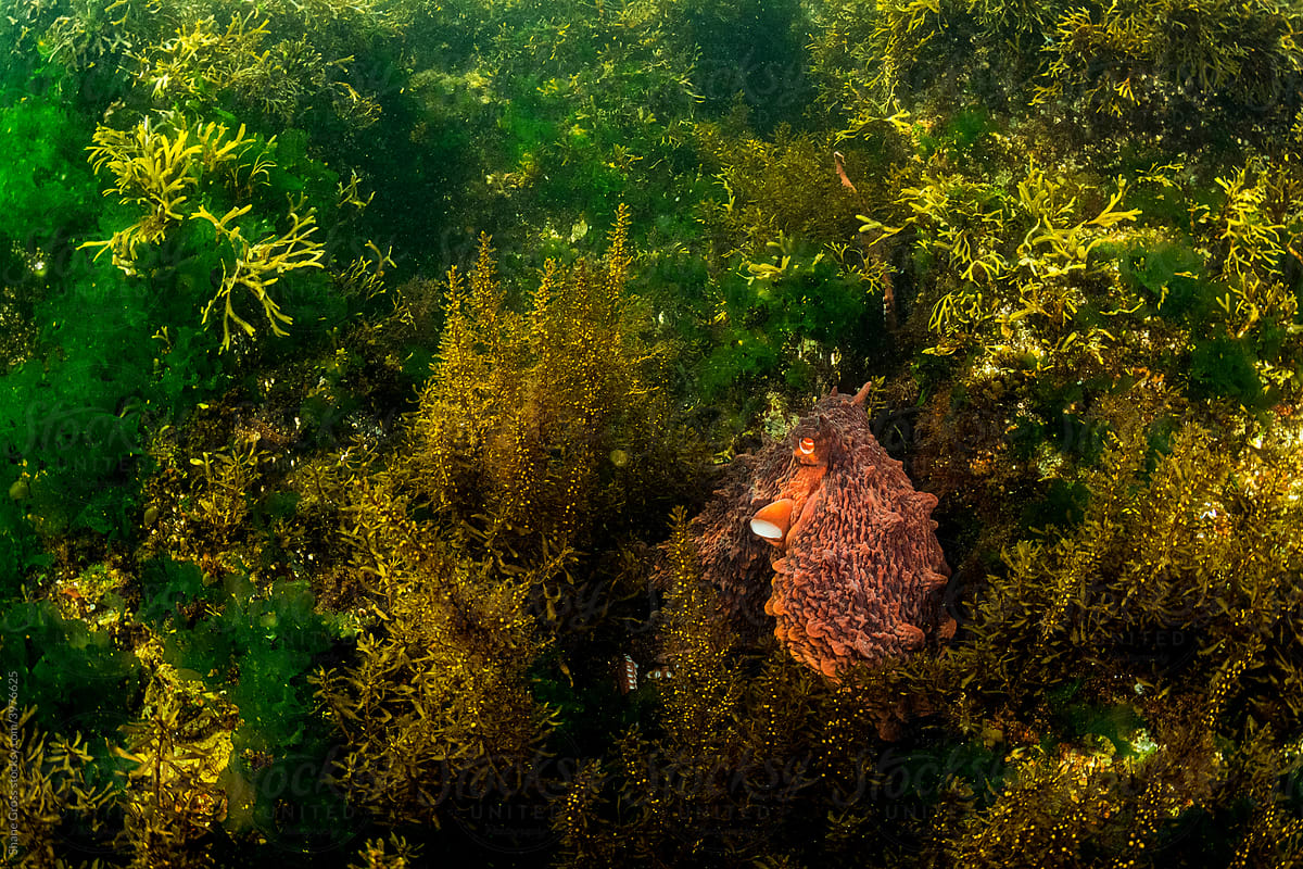 Giant Pacific Octopus in Vegetation