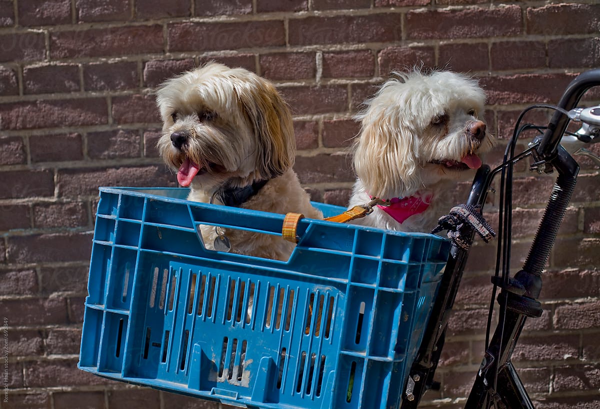 two dogs in a crate