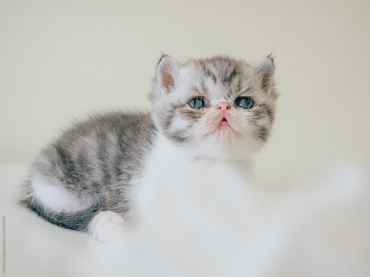 cute exotic shorthair cat