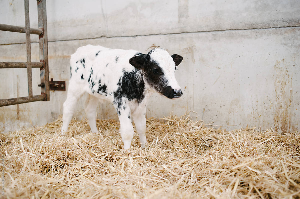 Holstein Belgian Blue Cross Calf In A Pen In A Barn By Stocksy Contributor Suzi Marshall
