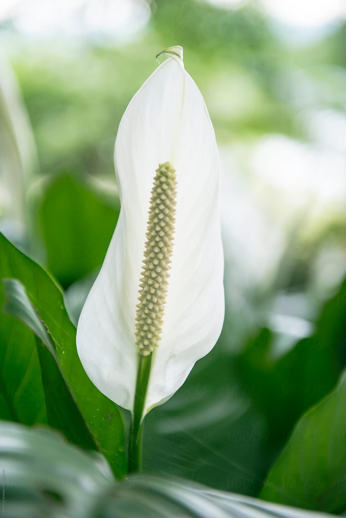 Pretty pure white arum lily