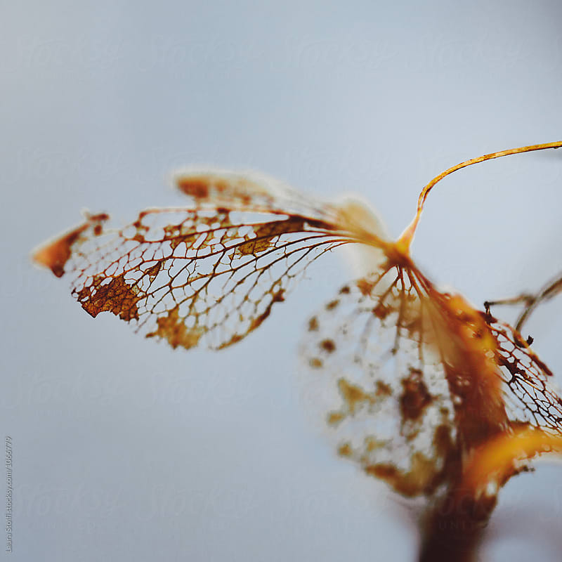 Golden skeleton of hydrangea floweer close up