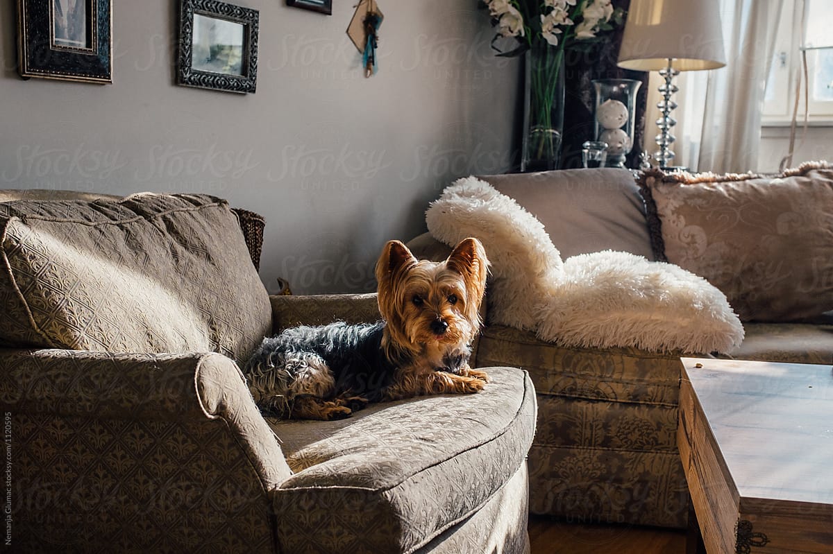 Silky Terrier Chilling on Sofa