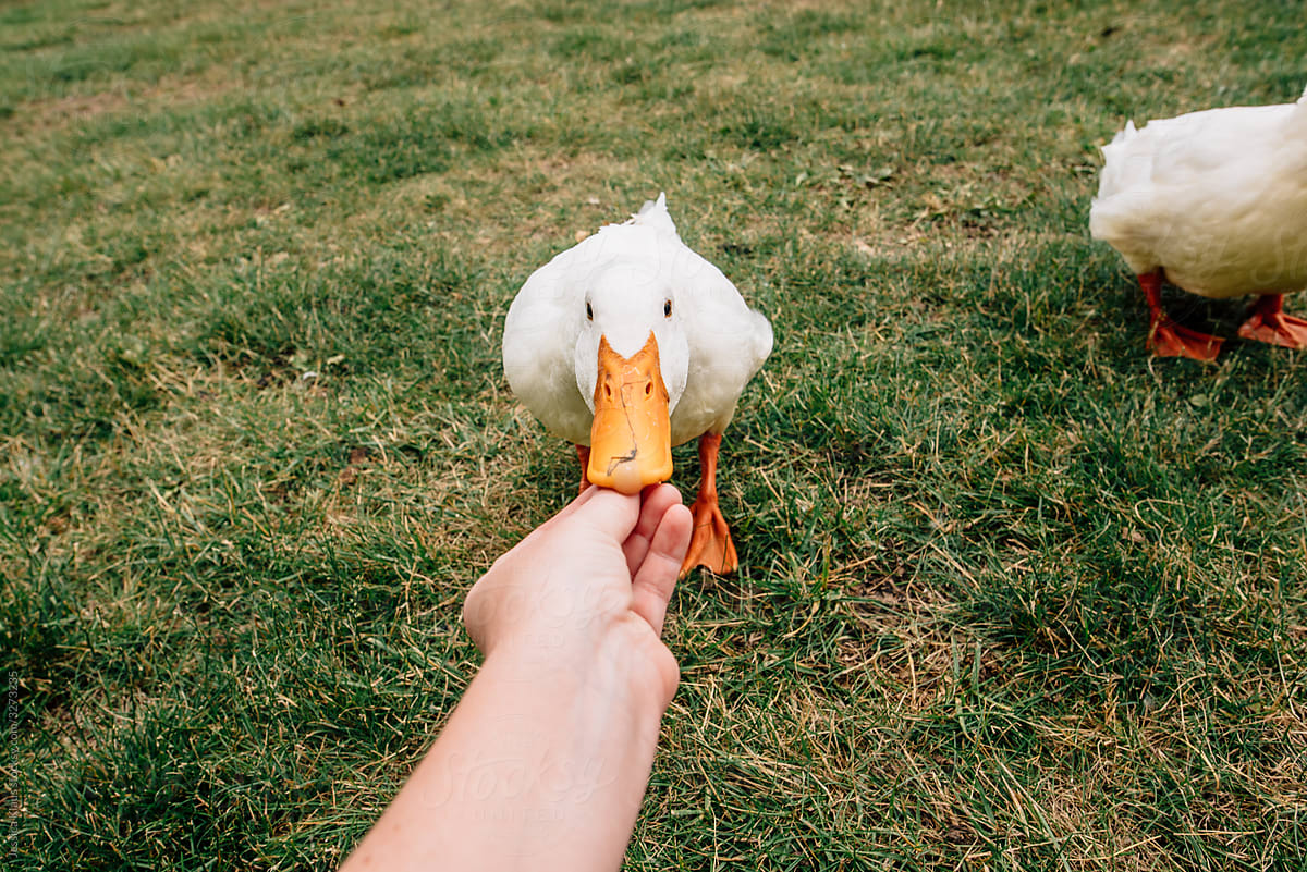 Person feeding a wild goose.