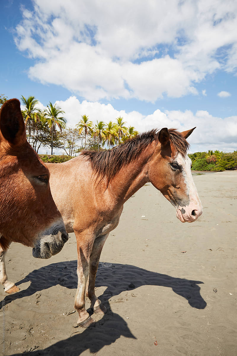 Beach Horses