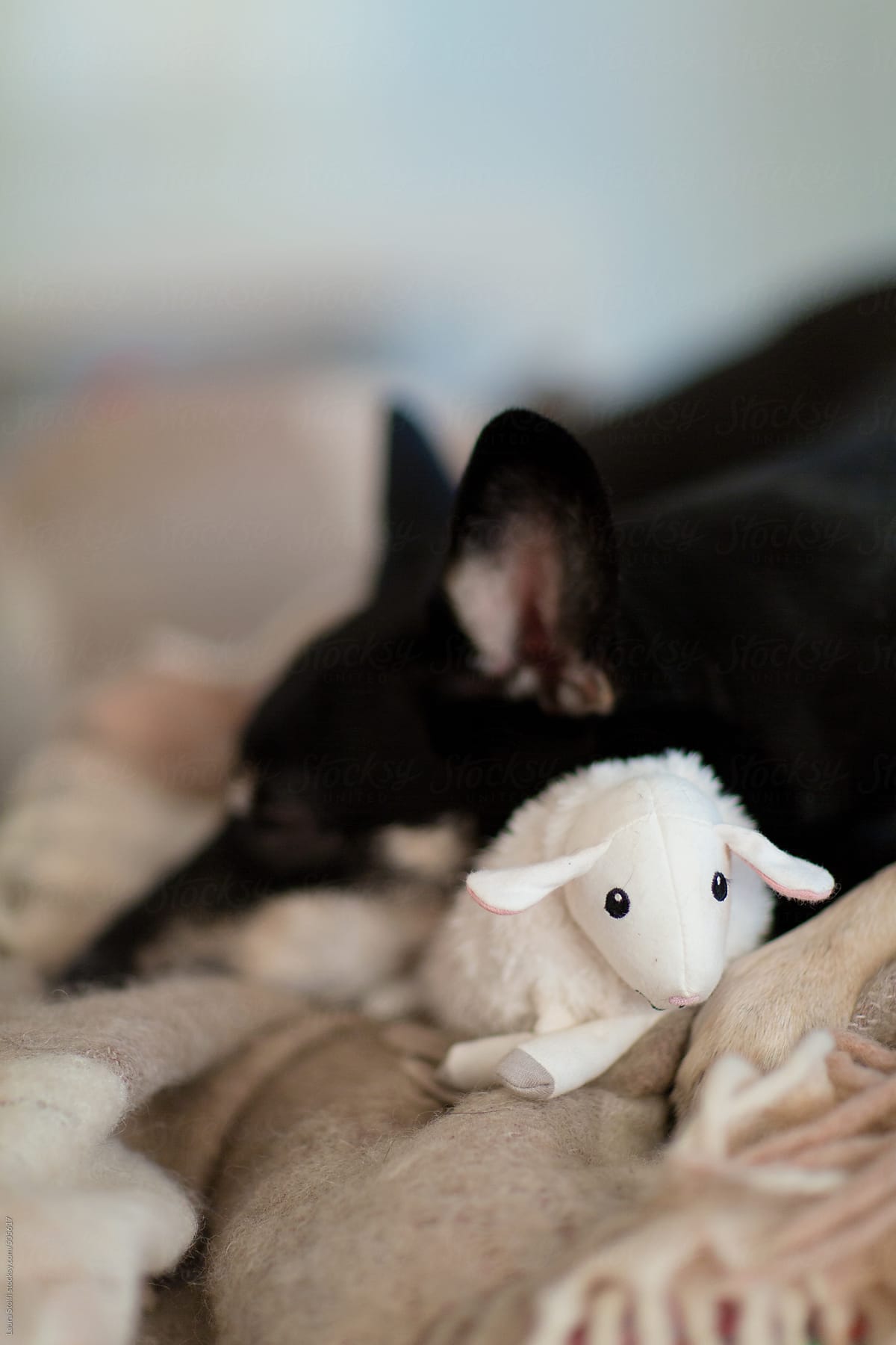 Adorable dog sleeps hugging her sheep shaped soft toy
