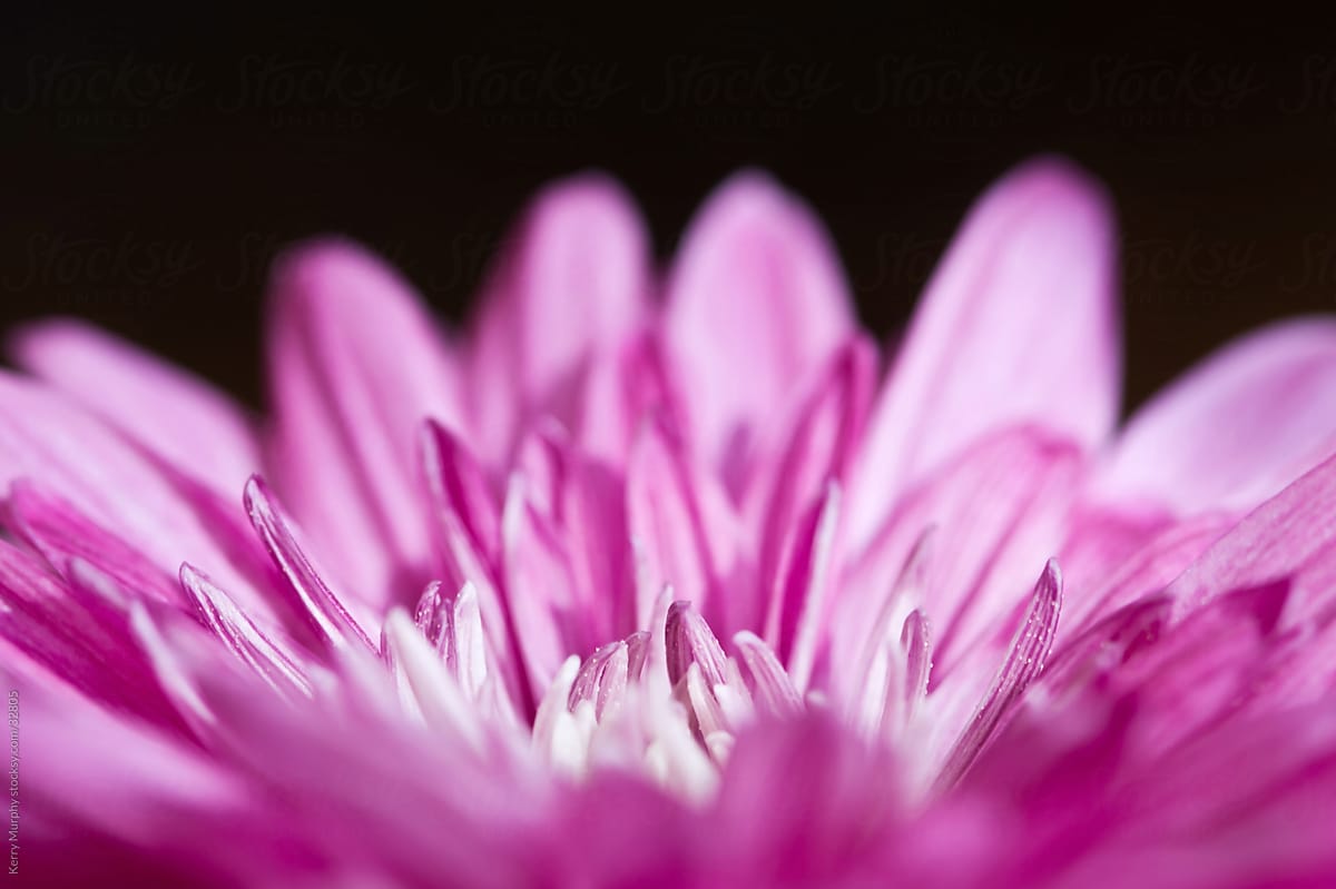 Macro of vibrant pink flower