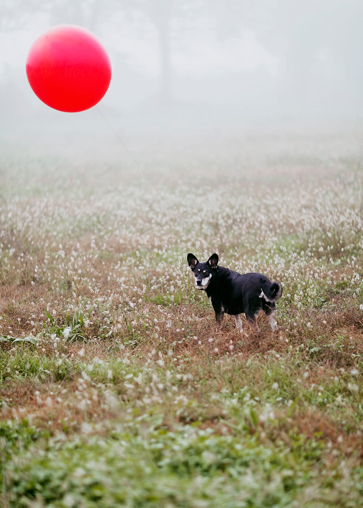 Little dog with red balloon floating above her in foggy field