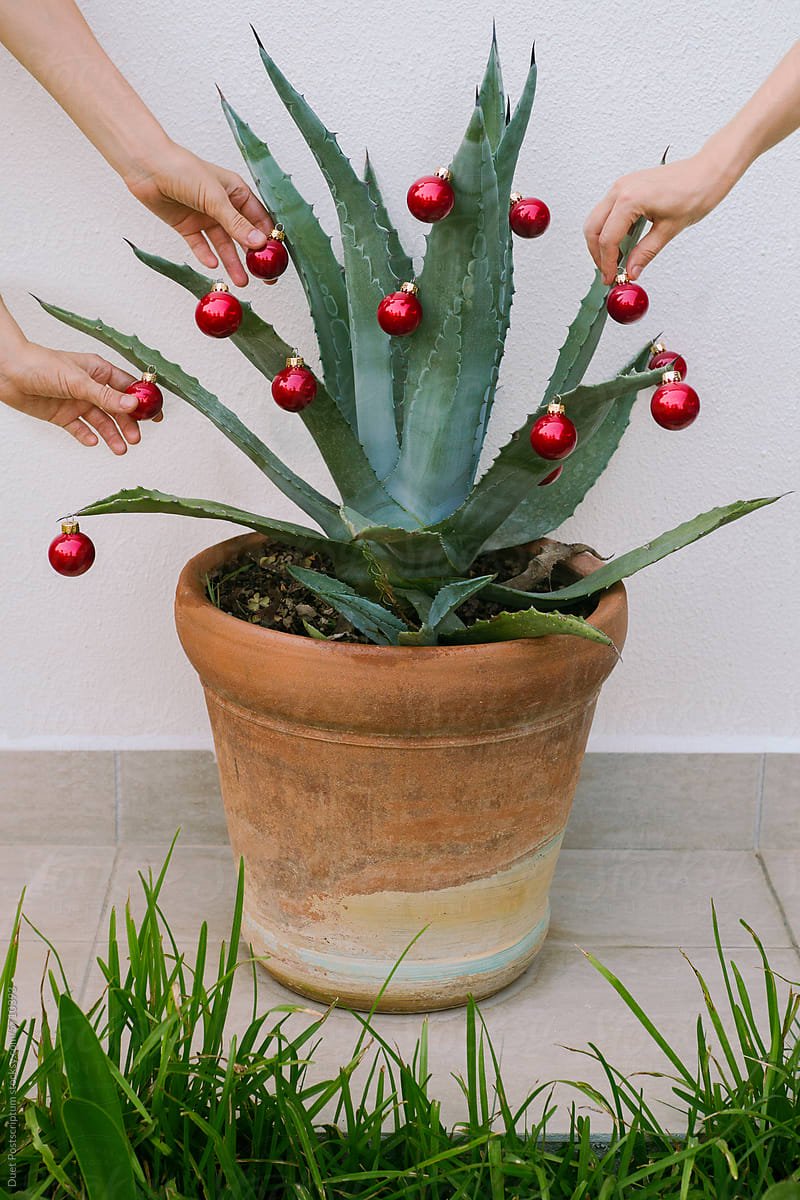 A woman\'s hand decorates a large aloe bush with a Christmas ball.