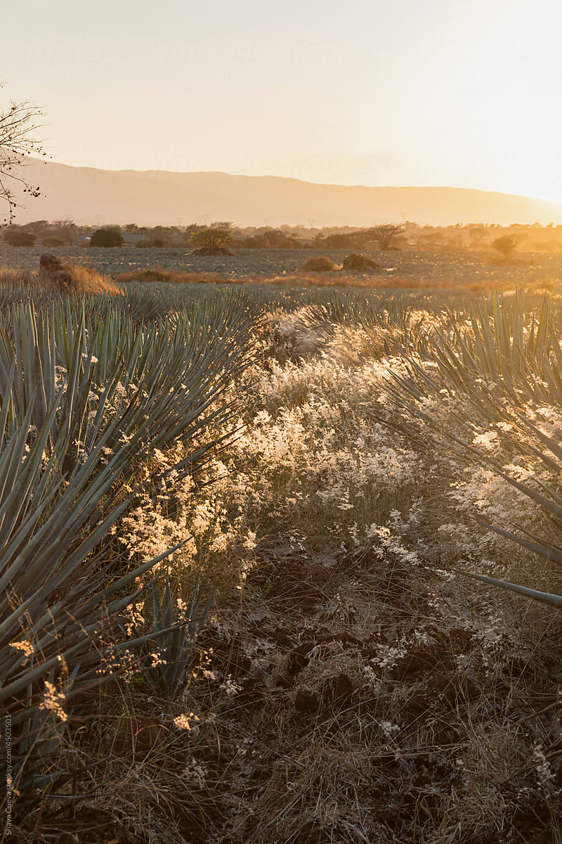 Agaves during the golden hour