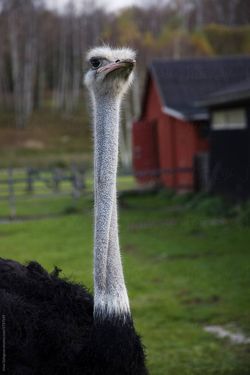Ostrich outdoor