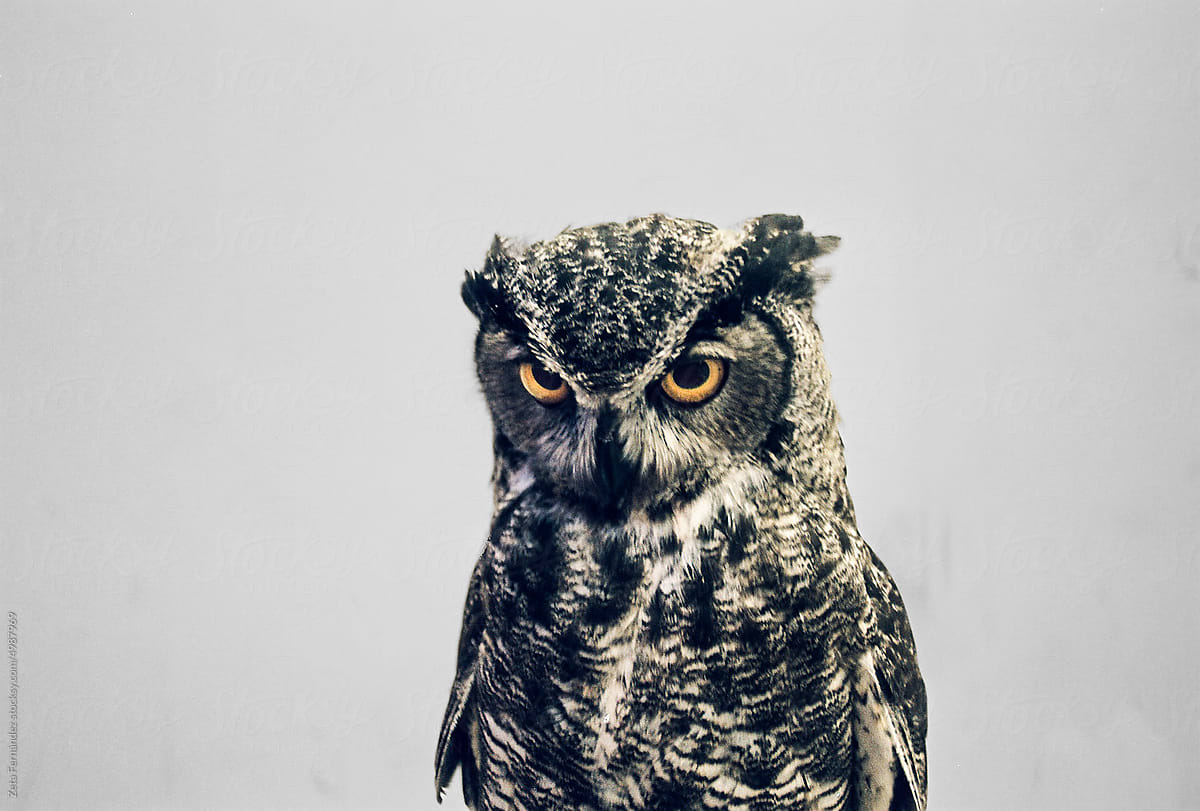 owl looks at camera standing on a chair