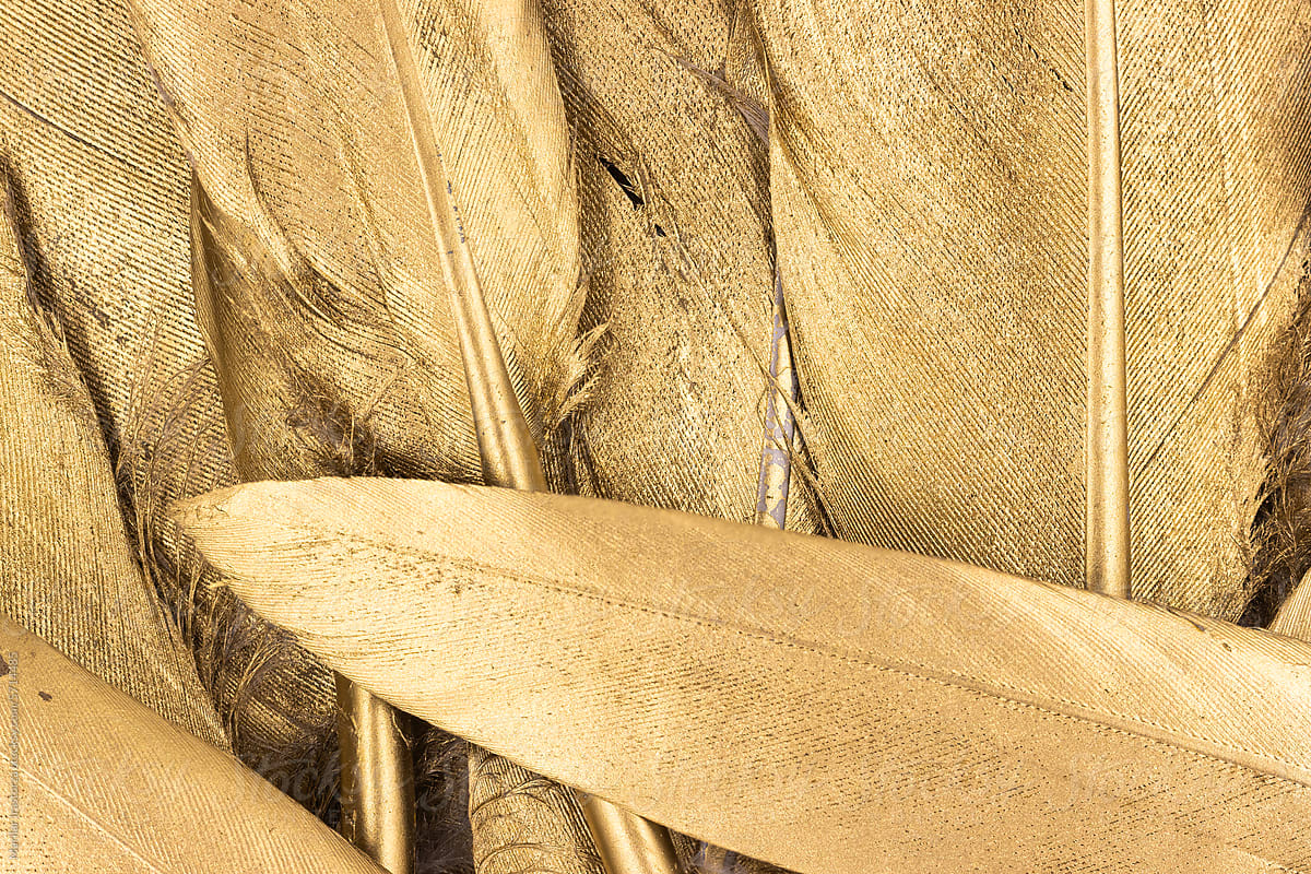 Macro Detail Of Golden Feathers