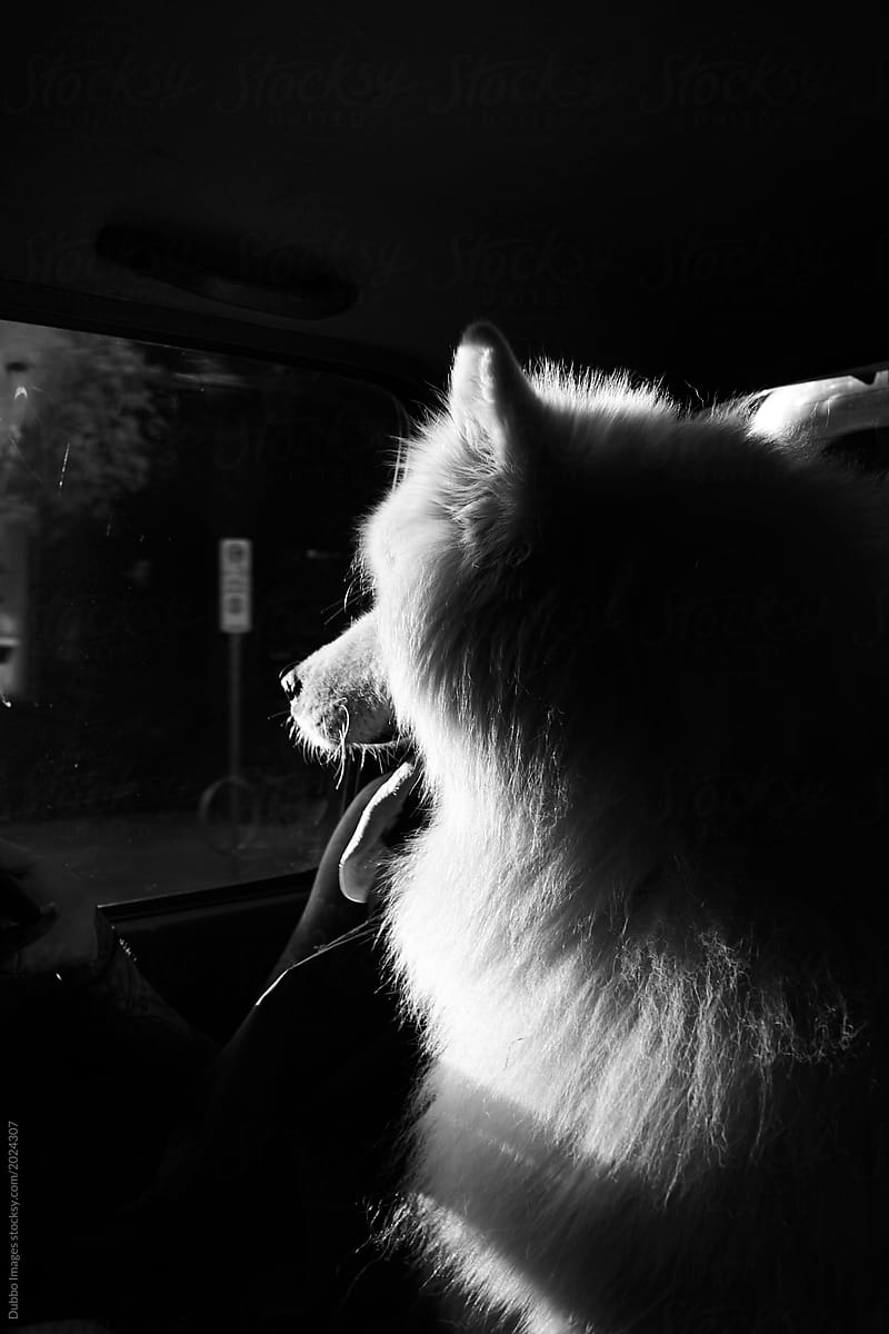 Samoyed dog in car