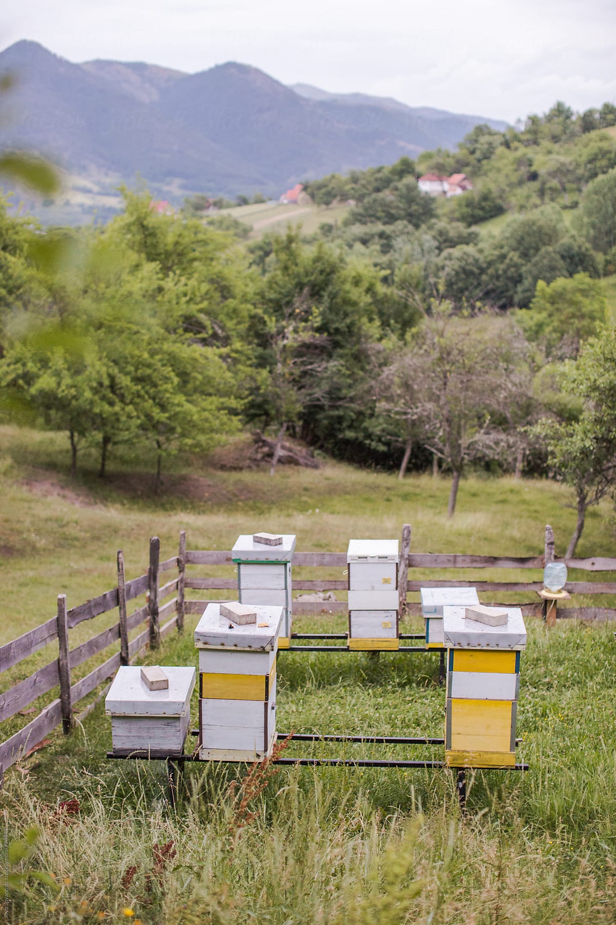 Honey Bee Farms Honey Bee Gardens By Jovo Jovanovic Stocksy United