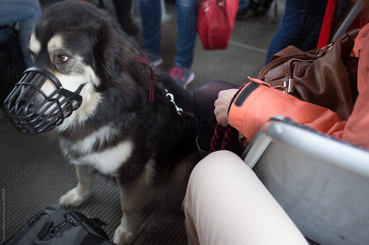 Traveling with dog