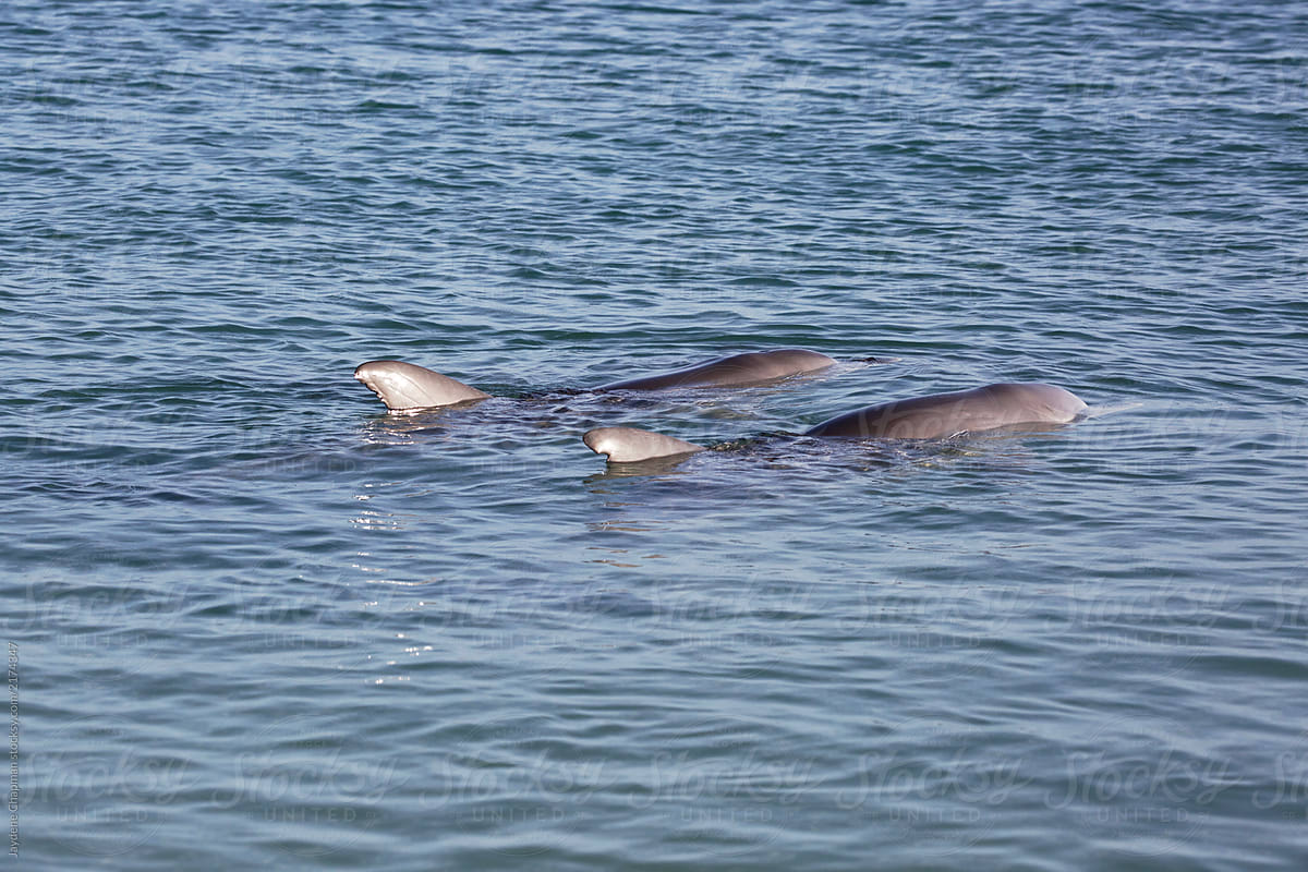Wild dolphins in shallow waters of Monkey Mia, Western Australia