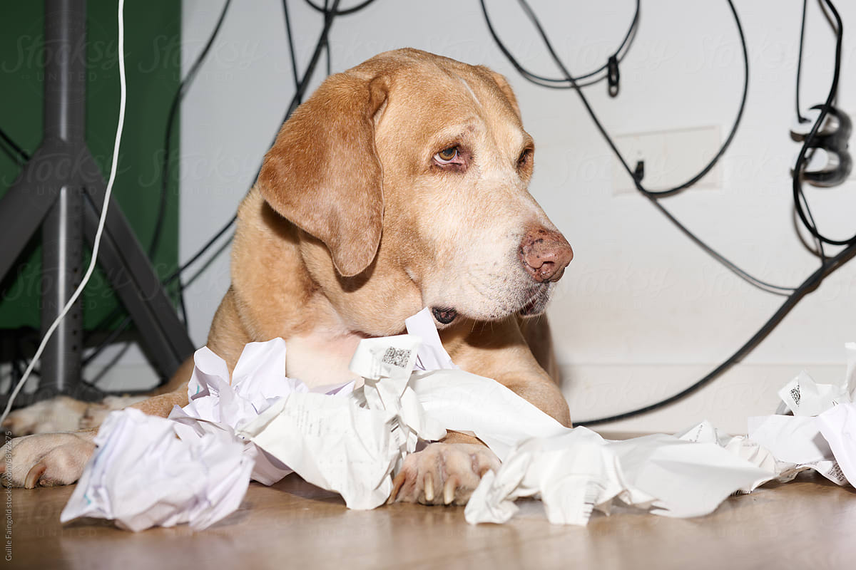 Thoughtful Dog Among receipts Clutter