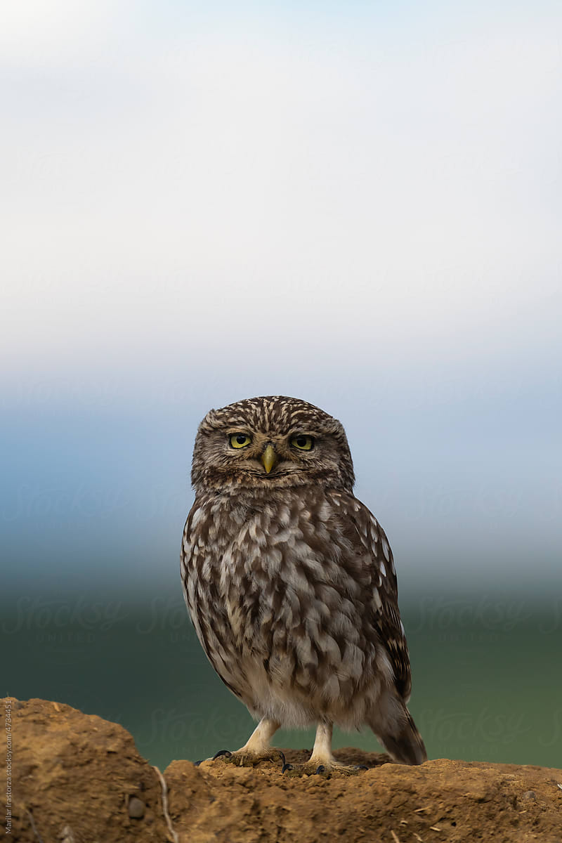 Little Owl Perched On An Adobe Wall, Vertical Portrait