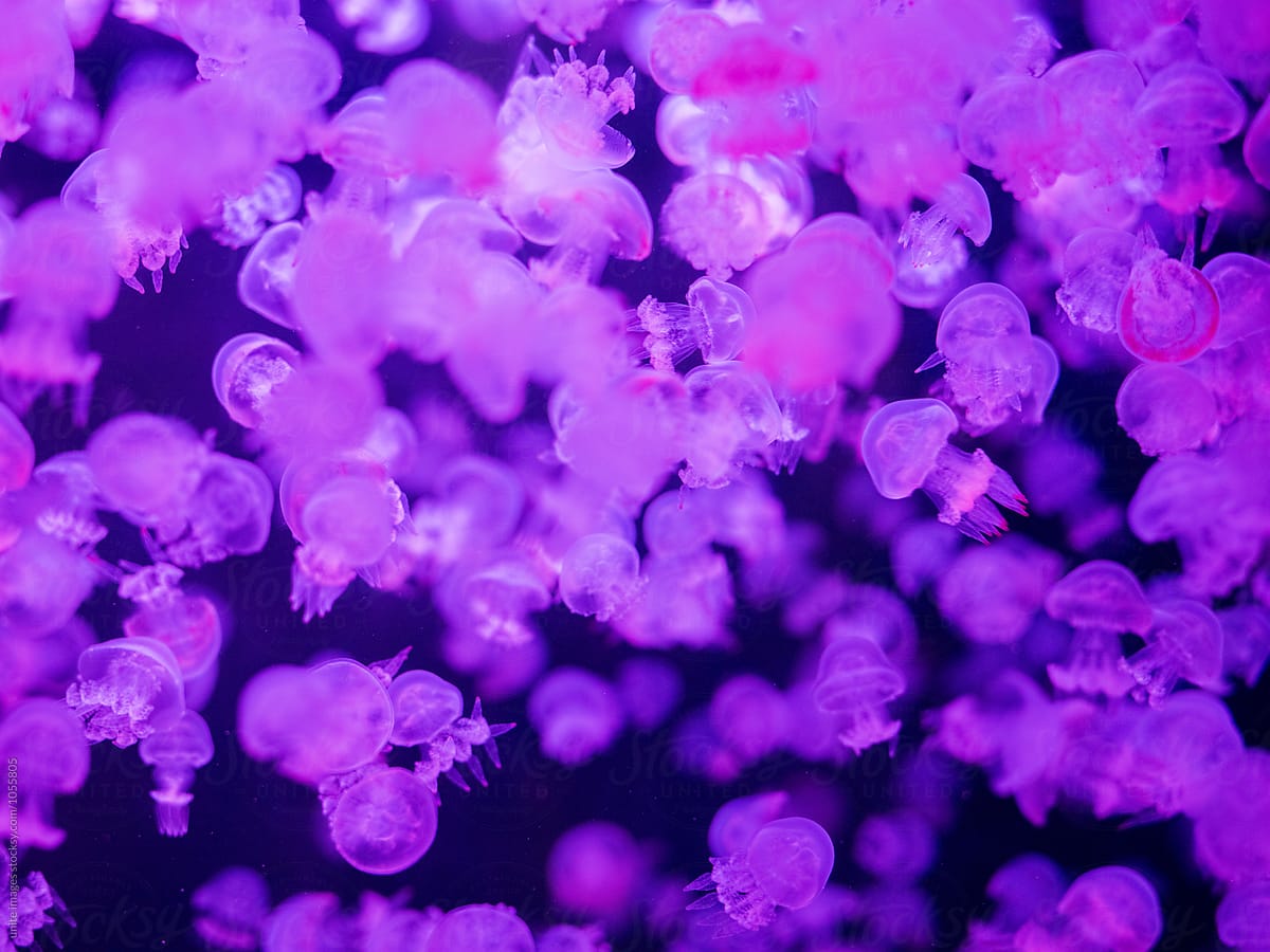 pink jellyfish swimming in sea