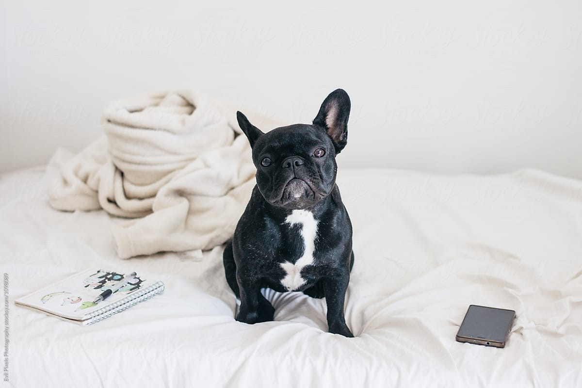 Cute french bulldog  on the bed