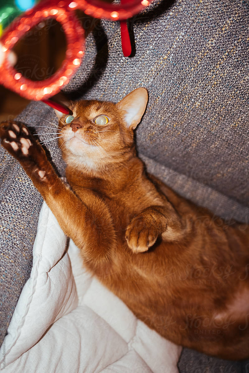An Abyssinian cat plays with a Christmas accessory.
